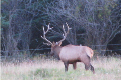 Elk Gallery