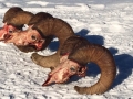 Sheep Hunt 2015